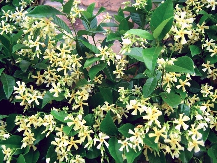 Rincospermum fiorito