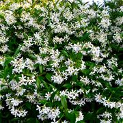 rincospermum