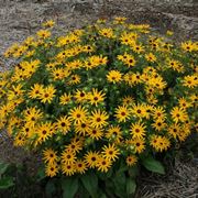 Rudbeckia