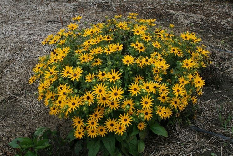 Rudbeckia