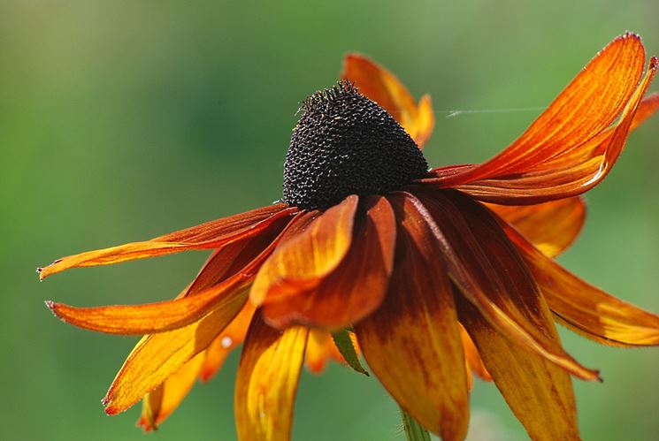 Rudbeckia