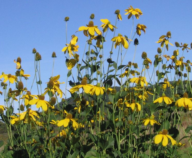 coltivazione della rudbeckia