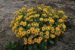 Rudbeckia