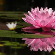 Piante Acquatiche A Fiore Rosa