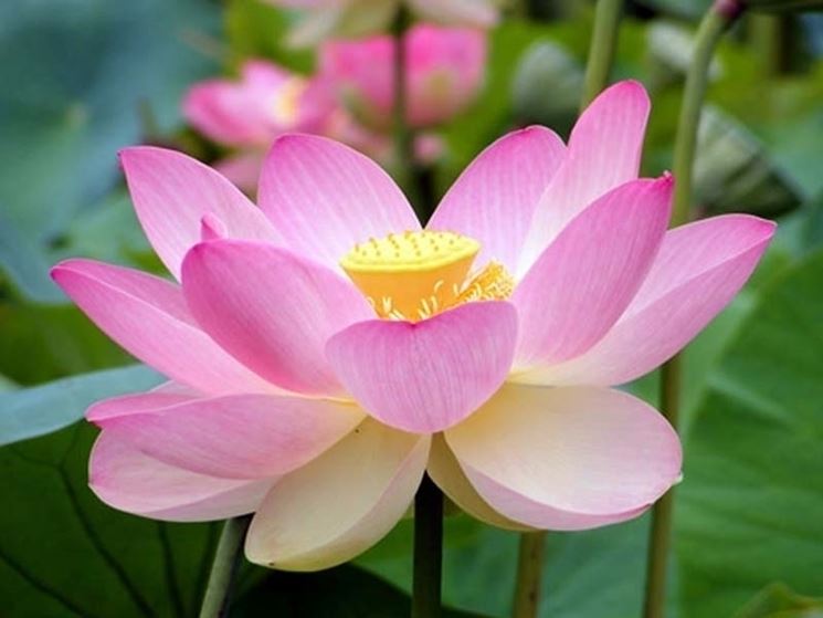 fiore loto