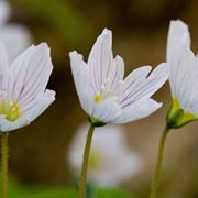 oxalis