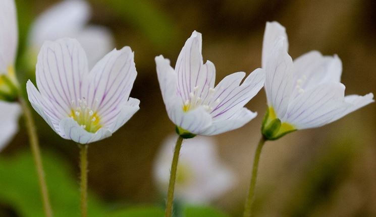 oxalis