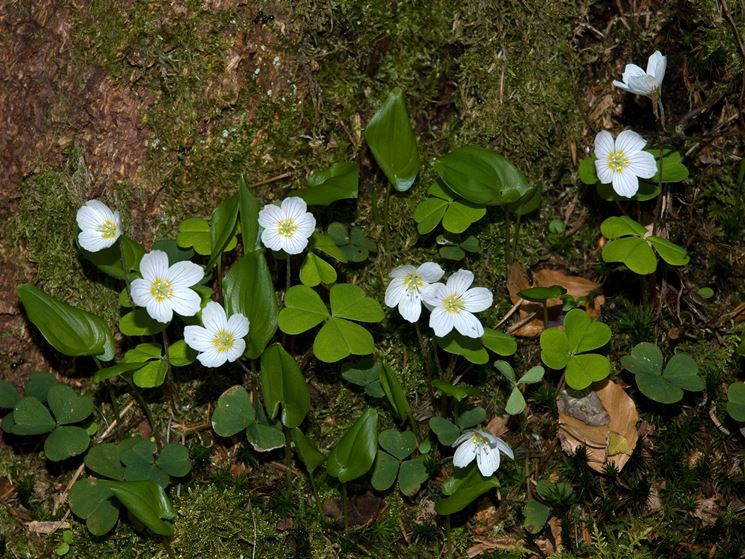 acetosella pianta