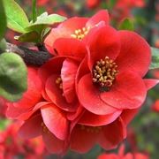 Fiori di begonia