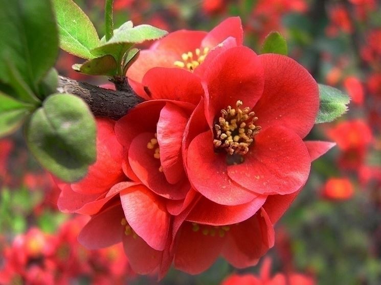 Fiori di begonia