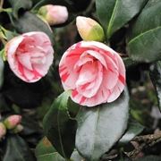 Il fiore della camelia