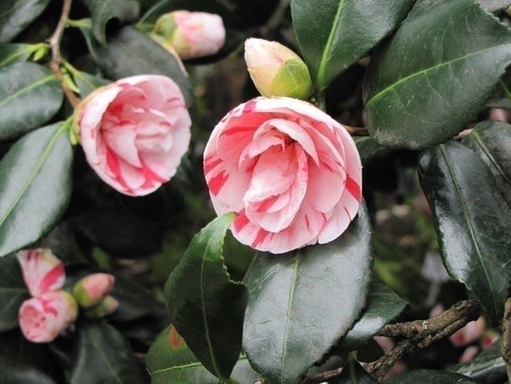 Il fiore della camelia