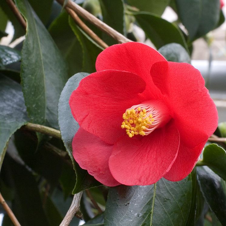 Fioritura invernale della camelia pianta