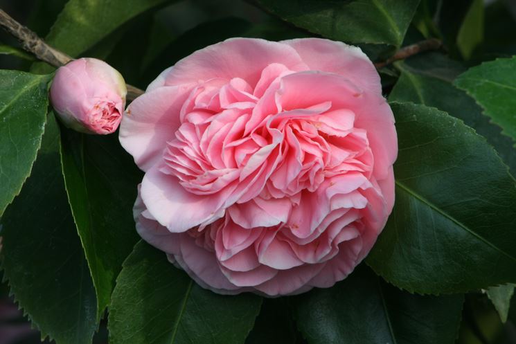 Patologie pi comuni della camelia pianta