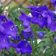 Foglie campanula