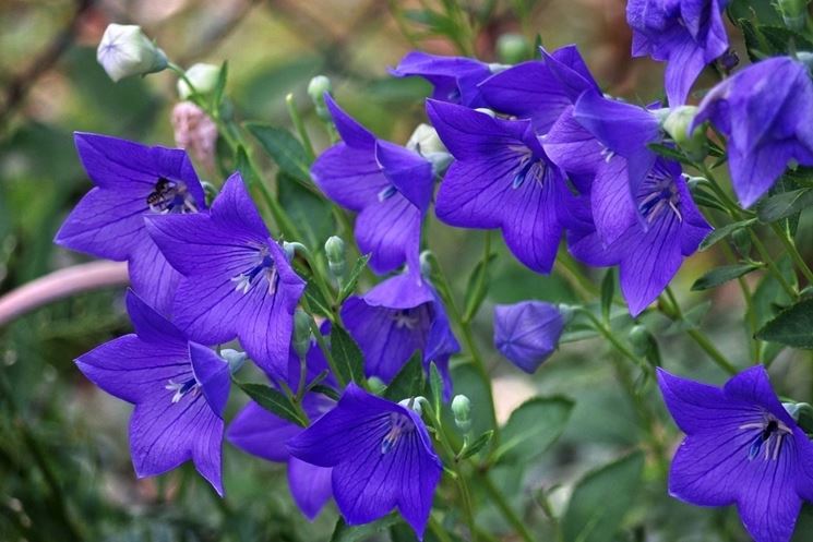 Foglie campanula