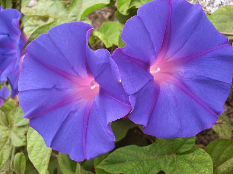 Fiori pianta campanula