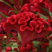 Fiore <strong>celosia</strong> cristata