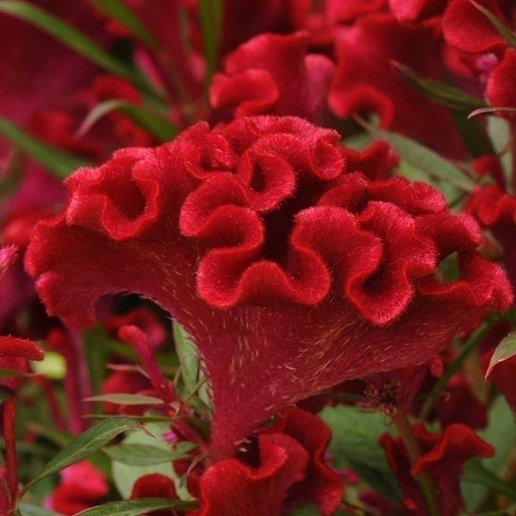 Fiore celosia cristata