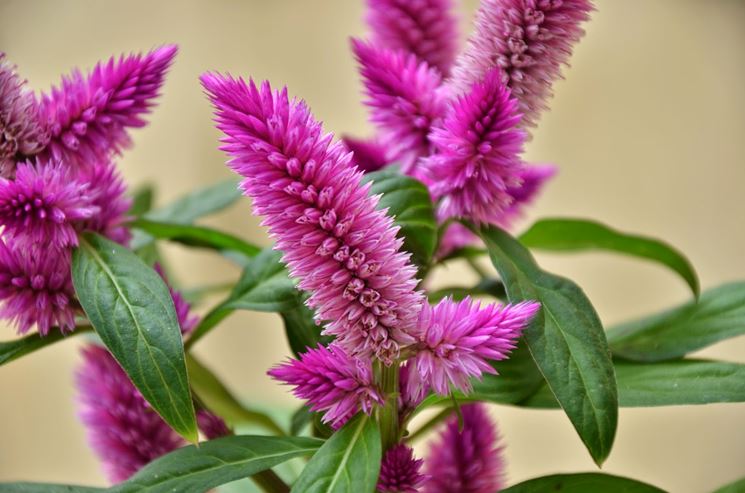 Fiori pianta celosia plumosa