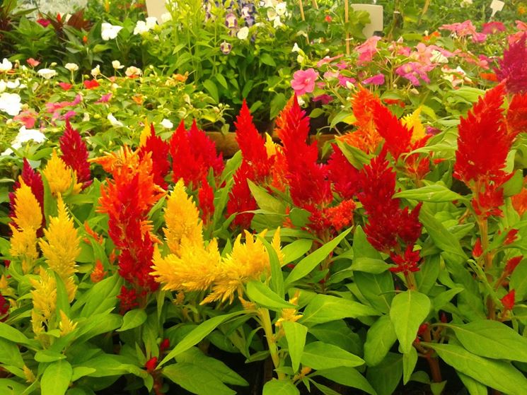 Pianta ornamentale celosia