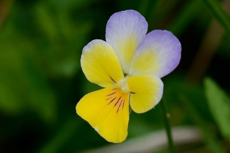 giardino di viole