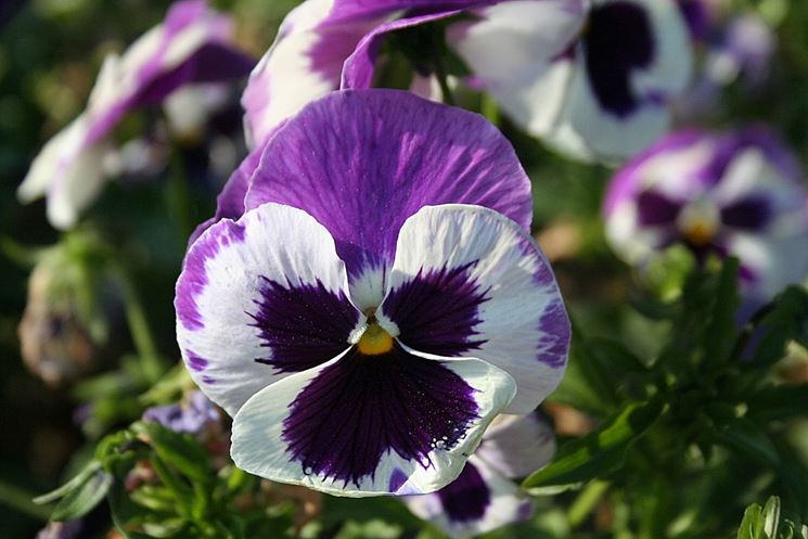 Violas in the Snow