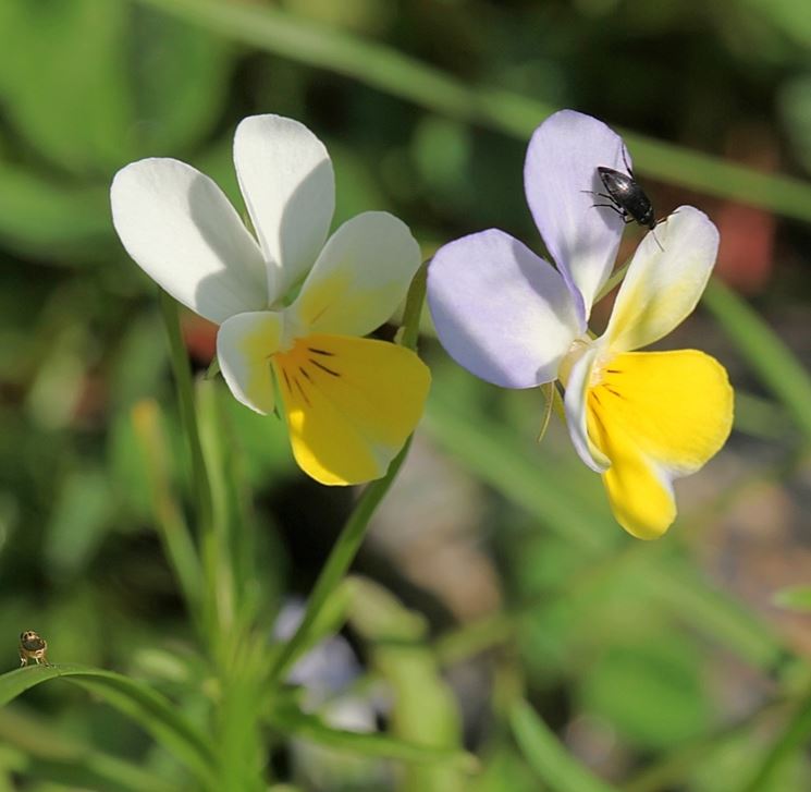 Viola cornuta Helen Mount