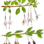 disegno botanico Fuchsia magellanica