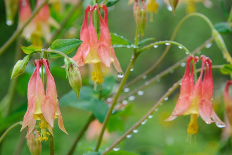 aquilegia canadese