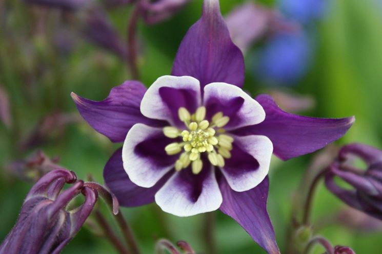 aquilegia vulgaris