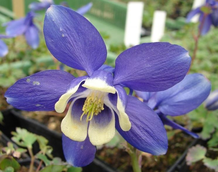 aquilegia flabellata