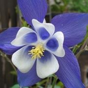 aquilegia