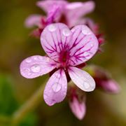 pelargonium graveolens