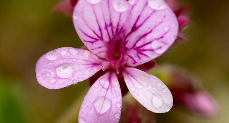 pelargonium graveolens