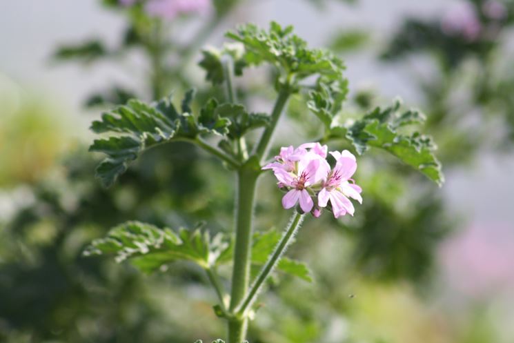 pelargonium