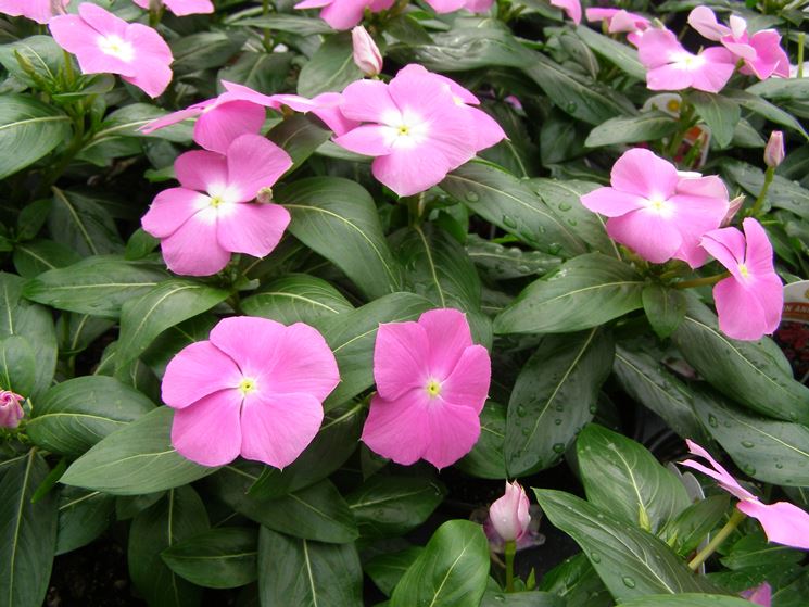 Pervinca da vicino