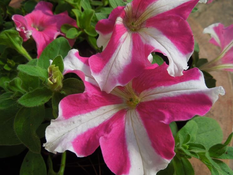 Piante petunia