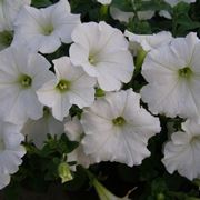 Potunia fiore