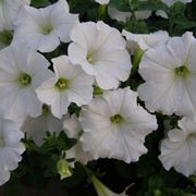 Potunia fiore