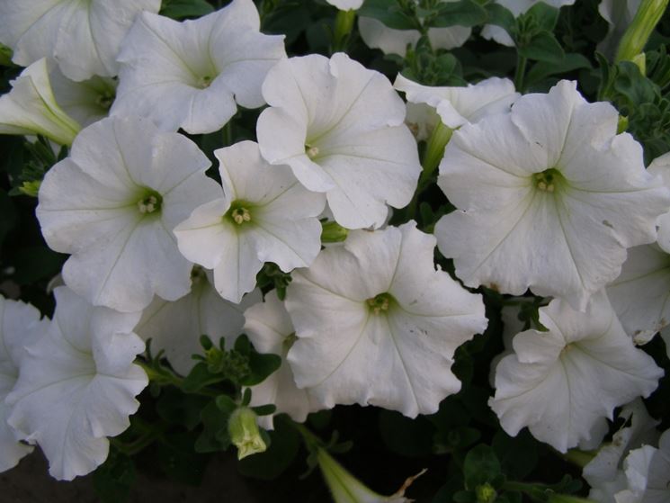 Potunia fiore