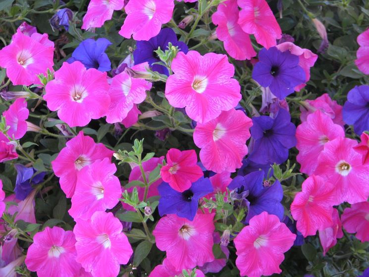 Germoglio potunia