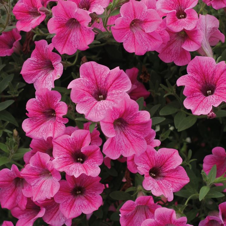 Petunia fiore