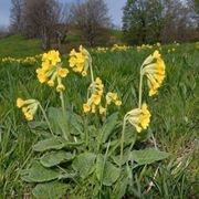 Primula veris