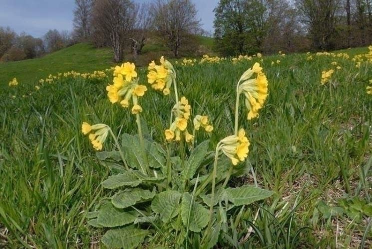 Primula veris