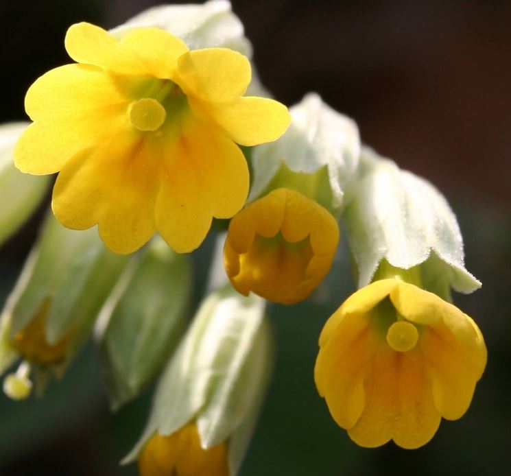 Fiore di Primula veris.