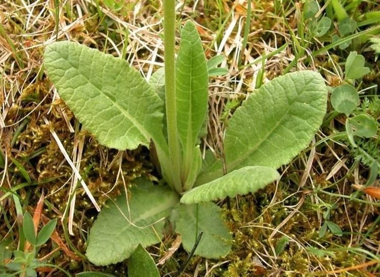 Foglie Primula veris