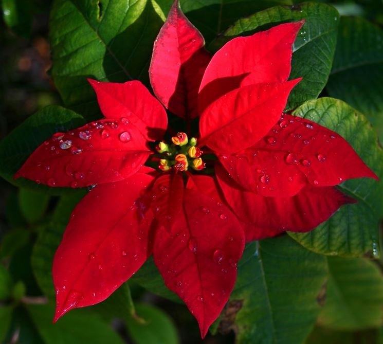 Mantenimento Stella Di Natale.Stella Di Natale Cura Piante Annuali Stella Di Natale Cura