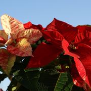 La Poinsettia