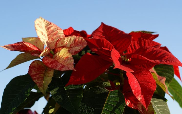 Nome Scientifico Della Stella Di Natale.Stella Di Natale Potatura Piante Annuali Potatura Stella Di Natale